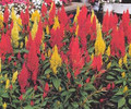 Celosia Century Series Mix