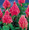 Celosia Castle Series Pink