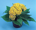 Celosia Amigo Series Yellow