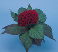 Celosia Amigo Series Mahogany Red