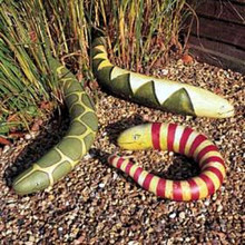 Snake Gourd