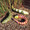 Snake Gourd