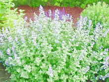 Herb Seeds - Catnip