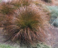 Ornamental Grass Seed - Carex Testacea Orange Sedge