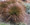 Ornamental Grass Seed - Carex Testacea Orange Sedge
