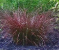 Ornamental Grass Seed - Carex Tenuiculmis