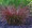 Ornamental Grass Seed - Carex Tenuiculmis