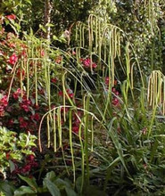 Ornamental Grass Seed - Carex Pendula Maxima