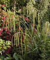 Ornamental Grass Seed - Carex Pendula Maxima