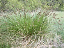 Ornamental Grass Seed - Carex Paniculata