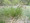 Ornamental Grass Seed - Carex Paniculata