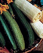 Luffa Gourd