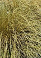Ornamental Grass Seed - Carex Flagellifera