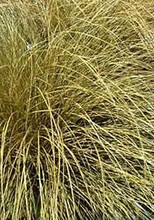 Ornamental Grass Seed - Carex Flagellifera