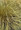 Ornamental Grass Seed - Carex Flagellifera