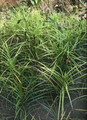 Ornamental Grass Seed - Carex Muskingumensis