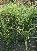 Ornamental Grass Seed - Carex Muskingumensis