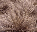 Ornamental Grass Seed - Carex Comans Bronze Brown Curls