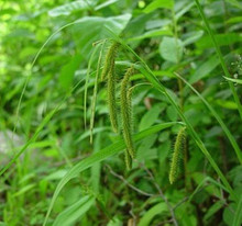 Ornamental Grass Seed - Carex Crinita