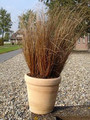Ornamental Grass Seed - Carex Buchananii Red Rooster
