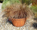 Ornamental Grass Seed - Carex Bronco