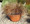 Ornamental Grass Seed - Carex Bronco