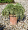 Ornamental Grass Seed - Carex Amazon