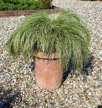 Ornamental Grass Seed - Carex Amazon