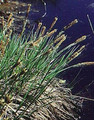 Ornamental Grass Seed - Carex Acuta Gracilis