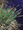 Ornamental Grass Seed - Carex Acuta Gracilis