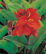 Canna Tropical Series Red