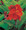 Canna Tropical Series Red