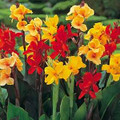 Canna Large Flowered Hybrids