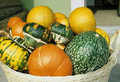 Large Fruits Mixed Gourd