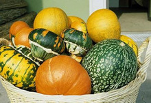 Large Fruits Mixed Gourd