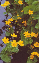 Caltha Palustris