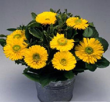 Calendula Greenheart Gold