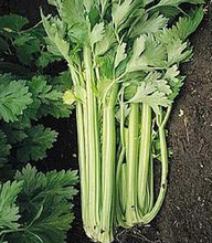 Celery Utah 52-70 Improved