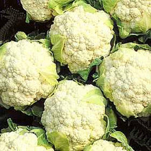 Cauliflower Snowball Y