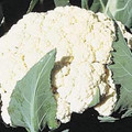 Cauliflower Self Blanche