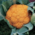 Cauliflower  Cheddar Vegetable Seeds