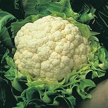 Cauliflower Candid Charm