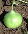 Bushel Oramental Gourd