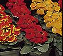 Calceolaria Valentine Hybrids