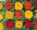 Calceolaria Cinderella Mix