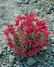 Calandrinia Ruby Tuesday