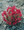 Calandrinia Ruby Tuesday