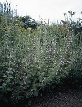 Calamintha Nepeta