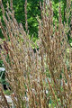 Ornamental Grass Seed - Calamagrostis Stricta