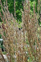 Ornamental Grass Seed - Calamagrostis Stricta
